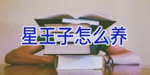 星王子怎么养