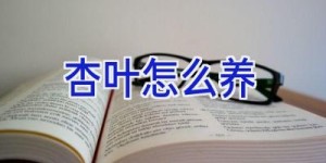杏叶怎么养