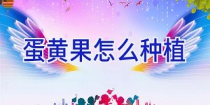 蛋黄果怎么种植