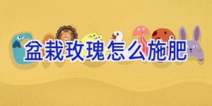 盆栽玫瑰怎么施肥