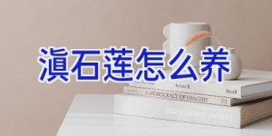 滇石莲怎么养