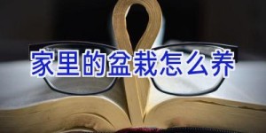 家里的盆栽怎么养