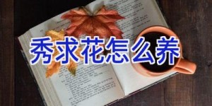 秀求花怎么养