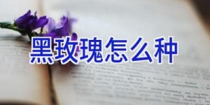 黑玫瑰怎么种