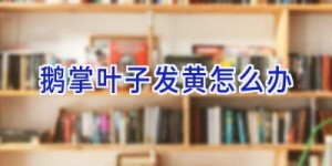 鹅掌叶子发黄怎么办