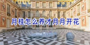 月桂怎么养才月月开花