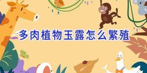 多肉植物玉露怎么繁殖