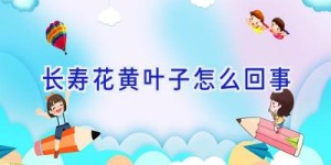 长寿花黄叶子怎么回事