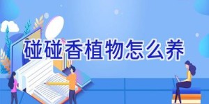 碰碰香植物怎么养