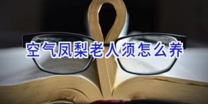 空气凤梨老人须怎么养