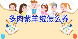 多肉紫羊绒怎么养