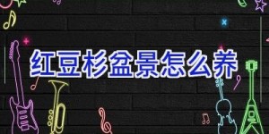 红豆杉盆景怎么养