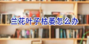 兰花叶子枯萎怎么办