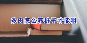 多肉怎么养桩子才能粗