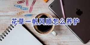 花草一帆风顺怎么养护