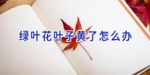 绿叶花叶子黄了怎么办