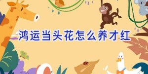 鸿运当头花怎么养才红