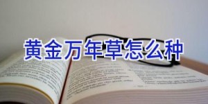 黄金万年草怎么种