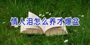 情人泪怎么养才爆盆