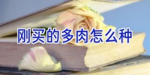 刚买的多肉怎么种