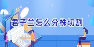 君子兰怎么分株切割