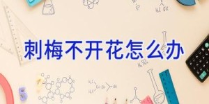 刺梅不开花怎么办
