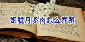 姬胧月多肉怎么养殖