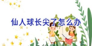 仙人球长尖了怎么办