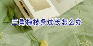 三角梅枝条过长怎么办