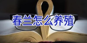 春兰怎么养殖