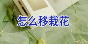 怎么移栽花