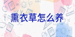 熏衣草怎么养