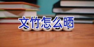 文竹怎么晒