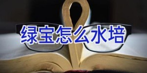 绿宝怎么水培