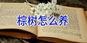 棕树怎么养