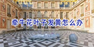 牵牛花叶子发黄怎么办