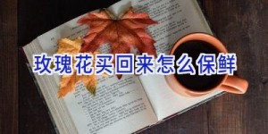 玫瑰花买回来怎么保鲜