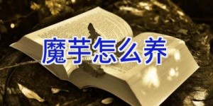 魔芋怎么养
