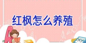 红枫怎么养殖
