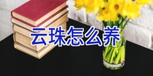 云珠怎么养