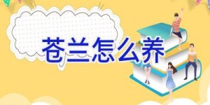 苍兰怎么养