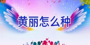 黄丽怎么种