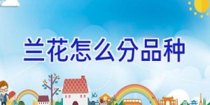 兰花怎么分品种