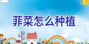 菲菜怎么种植