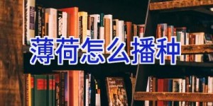 薄荷怎么播种