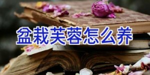 盆栽芙蓉怎么养