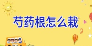 芍药根怎么栽