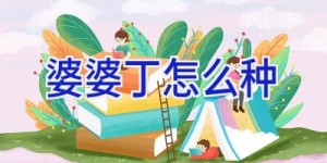 婆婆丁怎么种