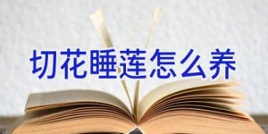 切花睡莲怎么养