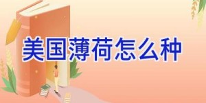 美国薄荷怎么种